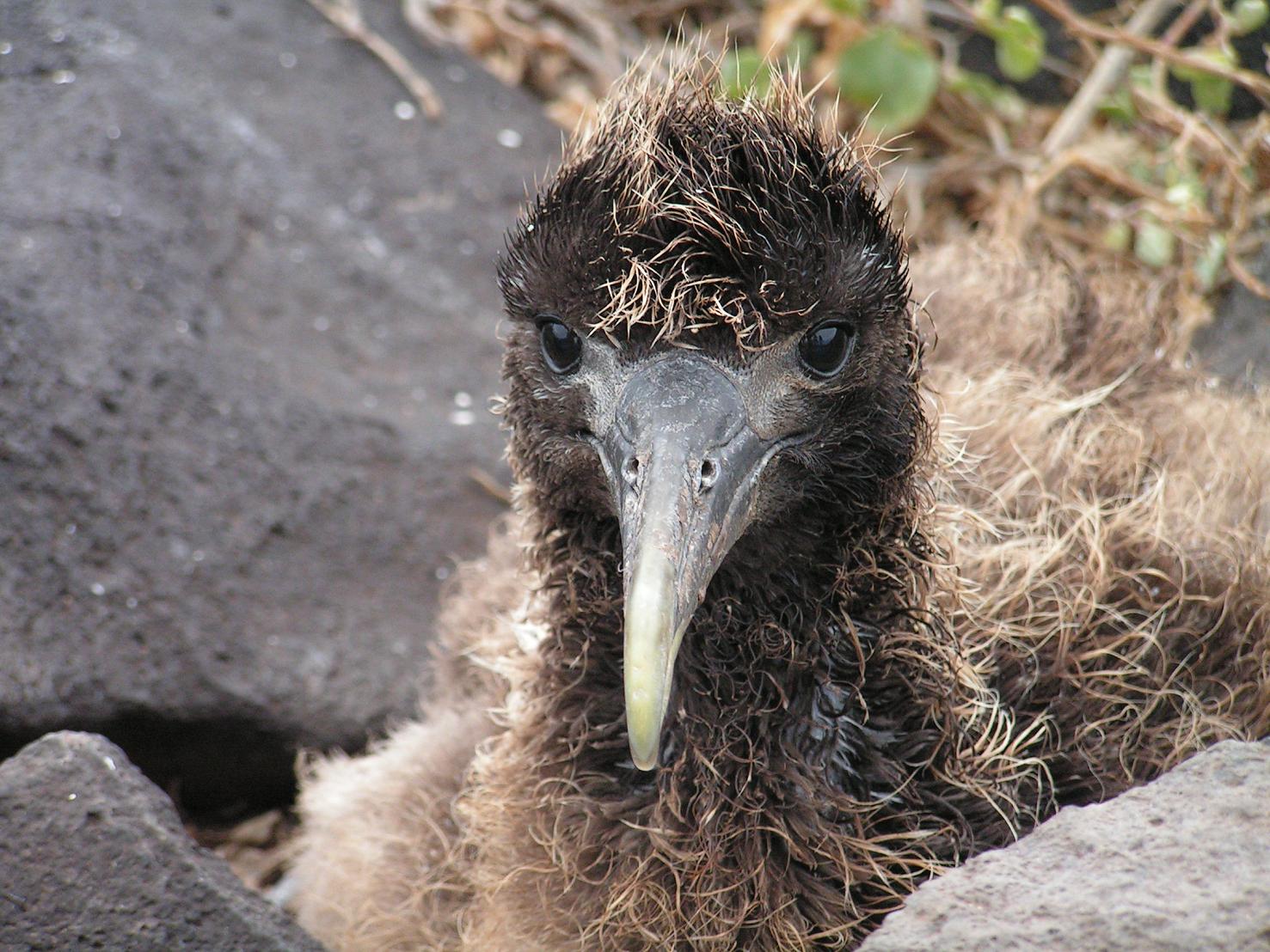GALAPAGOS
